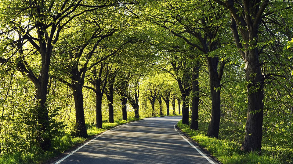 woods-road-basque-country-bike